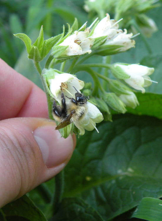 Probabile Bombus pascuorum